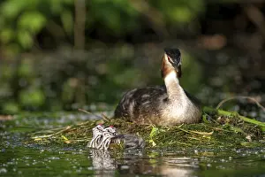 HHooded grebe (Podiceps cristatus)