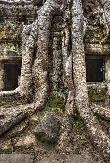 High dynamic range (hdr) image of ancient ruins with tree roots