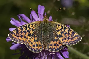 High moorland fritillary (Boloria aquilonaris)