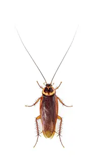 High view of a American cockroach