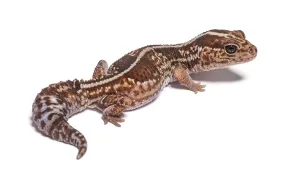 High view and rear view of an african fat-tailed gecko