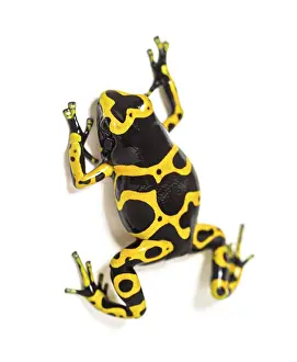 High view of yellow-banded poison dart frog
