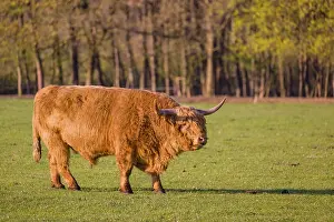 One Highland bull (Bos primigenius) taurus) stands on a pasture