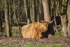 One Highland bull and a cow (Bos (primigenius) taurus) stand in a forest