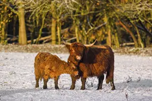 A highland calf (Bos primigenius taurus) cuddles with its mother on a snow-covered pasture