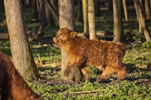 A Highland calf (Bos primigenius taurus) stands in a forest