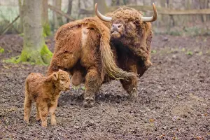 A Highland calf (Bos primigenius taurus) stands in a forest close to its father