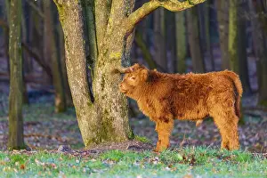One Highland calf (Bos (primigenius) taurus) stands at a forest edge