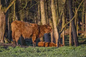 A Highland calf (Bos primigenius taurus) stands at a forest edge