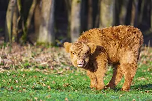 One Highland calf (Bos (primigenius) taurus) stands on a meadow