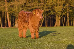 One Highland calf (Bos primigenius) taurus) stands on a meadow