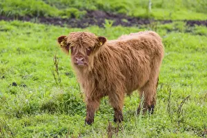 One Highland calf (Bos primigenius) taurus) stands on a pasture