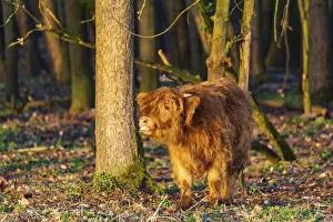 One Highland calf (Bos (primigenius) taurus) walks through a forest