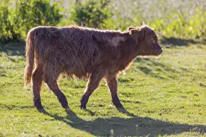 A Highland calf (Bos primigenius taurus) walks across a meadow in strong backlighting