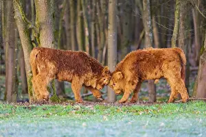 Two Highland calves (Bos (primigenius) taurus) playfighting