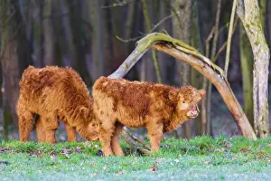 Two Highland calves (Bos (primigenius) taurus) stand at a forest edge