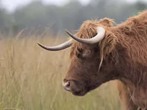 Highland cattle