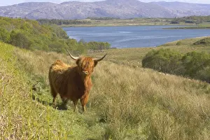 Highland cattle, adult standing in the landscape