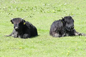 Highland cattle (bos primigenius taurus)