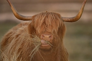 Highland cattle (Bos taurus) adult animal eating grass