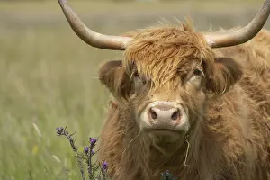Highland cattle (Bos taurus) adult animal head portrait