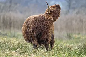 Highland cattle (Bos taurus), adult animal standing in a meadow