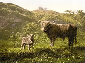 Highland cattle, calf and bull