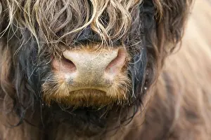 Highland Cattle, cow, close-up of nose