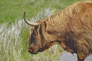 Highland cattle eating grass by the roadside