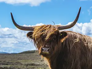 Highland Cattle, Scottish Highlands, Scotland, UK
