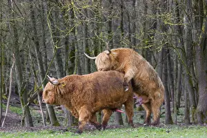 A Highland Cow (Bos (primigenius) in heat mounts a bull
