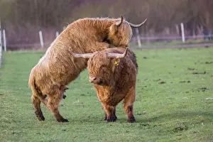 A Highland Cow (Bos (primigenius) in heat mounts a bull