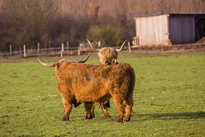 A Highland Cow (Bos (primigenius) in heat mounts a bull