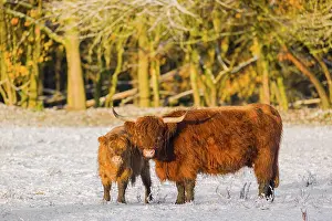 A highland cow (Bos primigenius taurus) and her calf stand at the edge of a forest on a snow-covered pasture