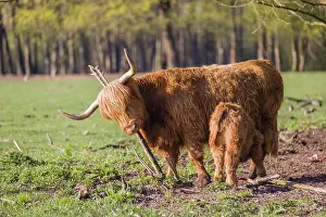 One Highland cow (Bos primigenius) taurus) and her calf stand on a meadow