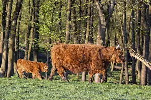 A Highland cow (Bos primigenius taurus) and her calf walk along a forest edge