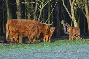 One Highland cow (Bos (primigenius) taurus) and two calves stand at a forest edge