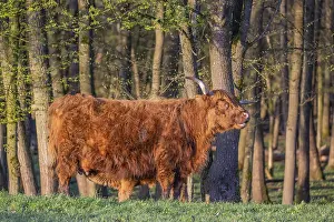 A highland cow (Bos primigenius taurus) stands at a forest edge and suckles her calf