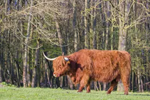One Highland cow (Bos primigenius) taurus) stands on a pasture at a forest edge
