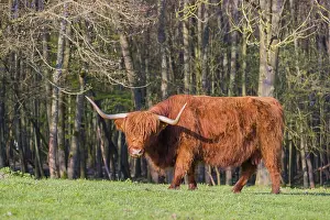 One Highland cow (Bos primigenius) taurus) stands on a pasture at a forest edge