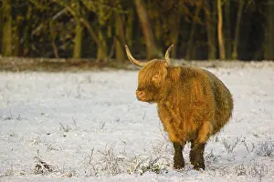 A highland cow (Bos primigenius taurus) stands in a snow-covered pasture