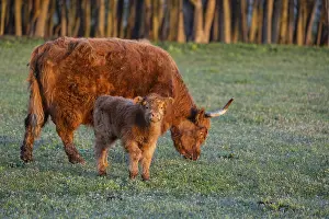 A highland cow (Bos primigenius taurus) suckles her calf
