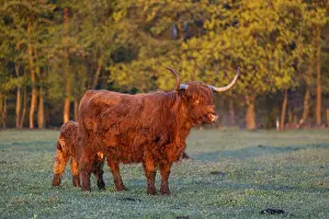 A highland cow (Bos primigenius taurus) suckles her calf