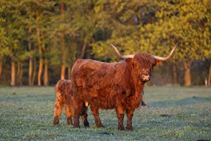 A highland cow (Bos primigenius taurus) suckles her calf