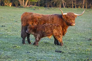 A highland cow (Bos primigenius taurus) suckles her calf