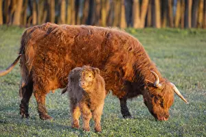 A highland cow (Bos primigenius taurus) suckles her calf