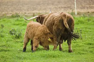 One Highland cow (Bos primigenius taurus) suckling her calf