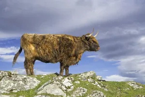 Highland cow (Bos taurus) portrait in the Scottish Highlands