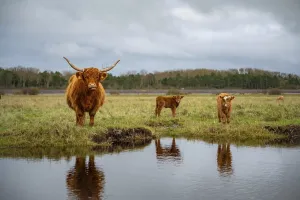 Highland cow mother with her two little calf on the salt marsh with lake in front