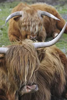 Highland cows (Bos taurus) on the Isle of Skye
